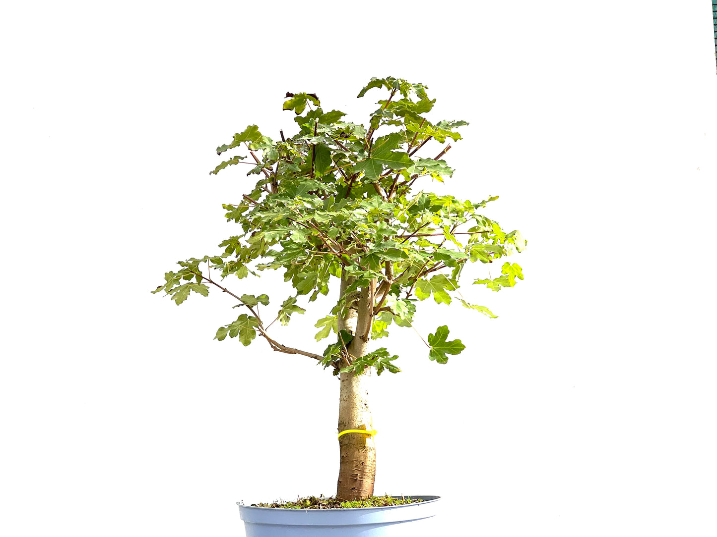 Acer Campestris 2643