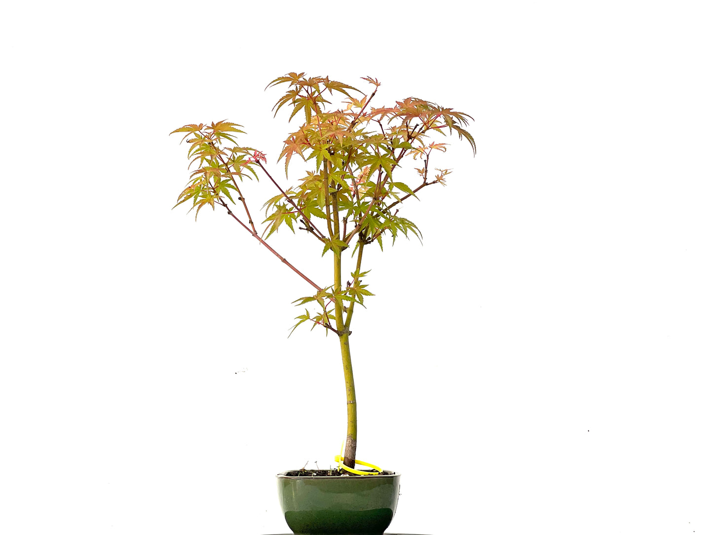 Acer Palmatum Phoenix 0210