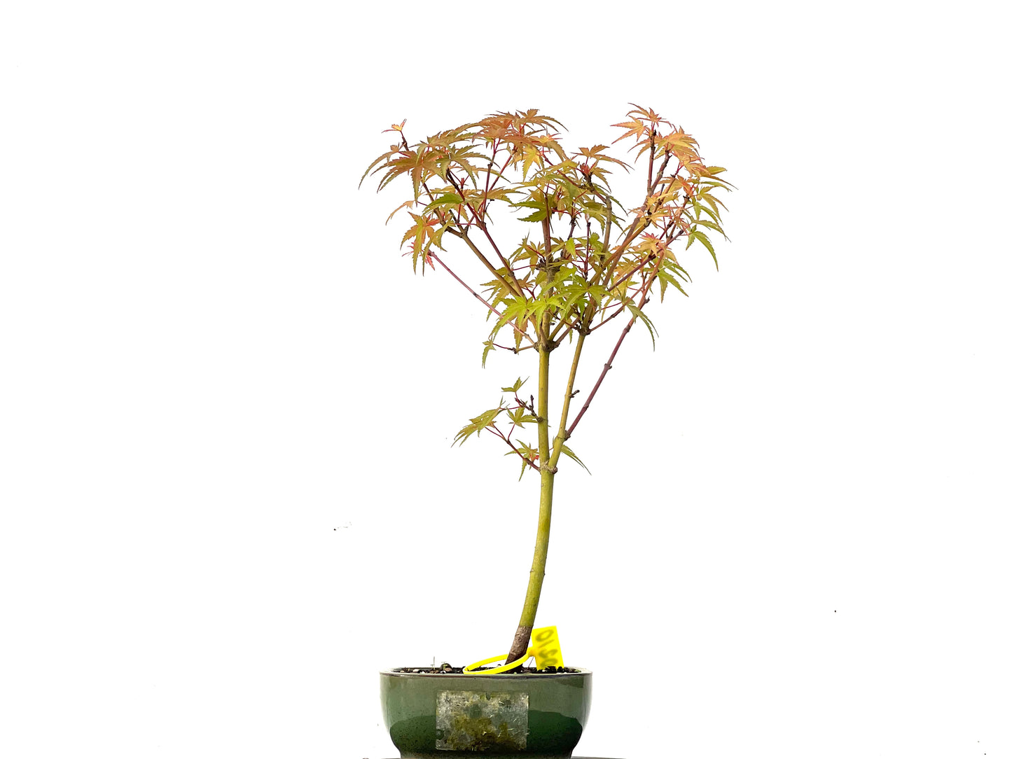 Acer Palmatum Phoenix 0210