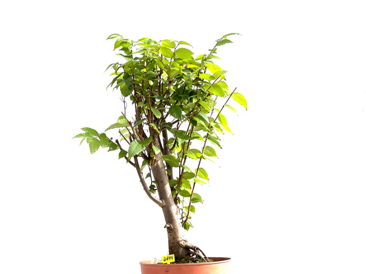 Zelkova Serrata 2644