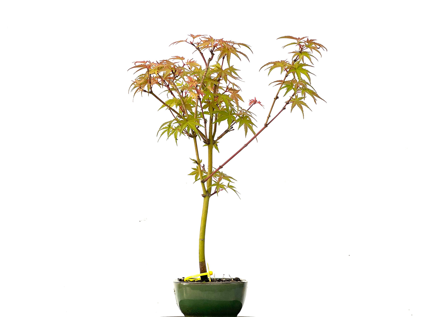 Acer Palmatum Phoenix 0210
