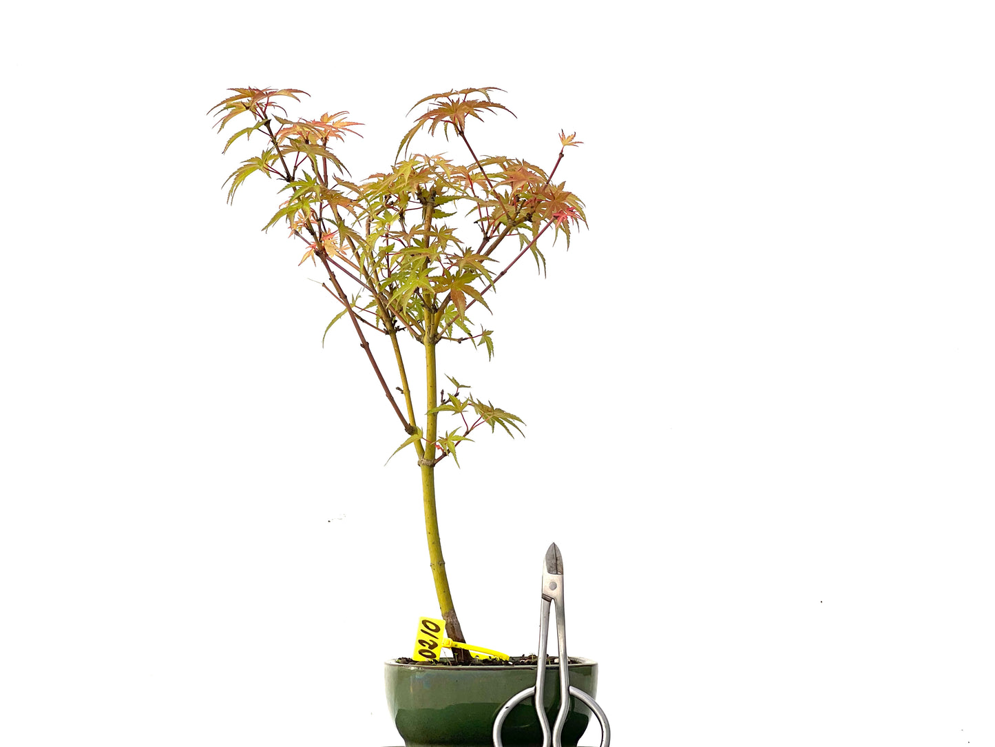 Acer Palmatum Phoenix 0210
