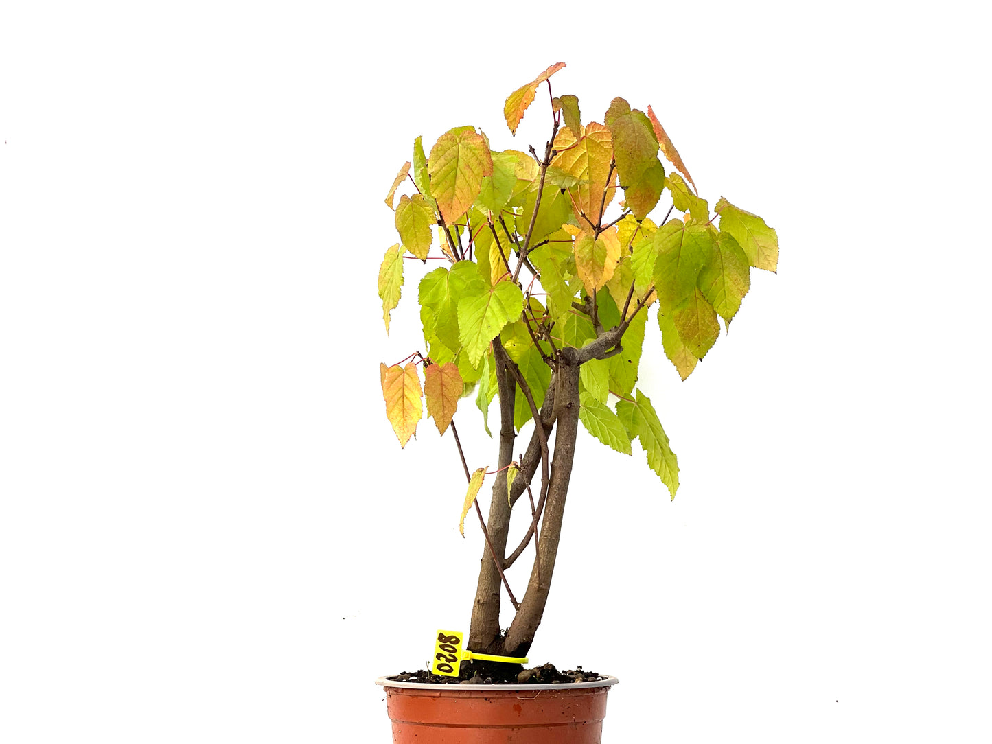 Acer Ginnala 0208