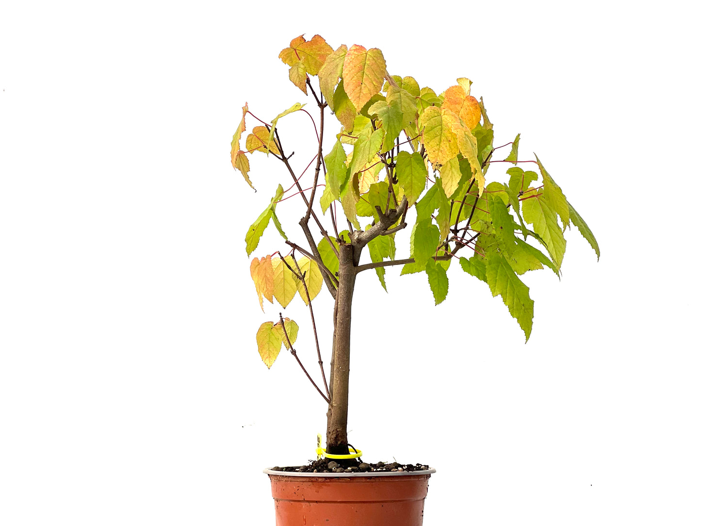 Acer Ginnala 0208