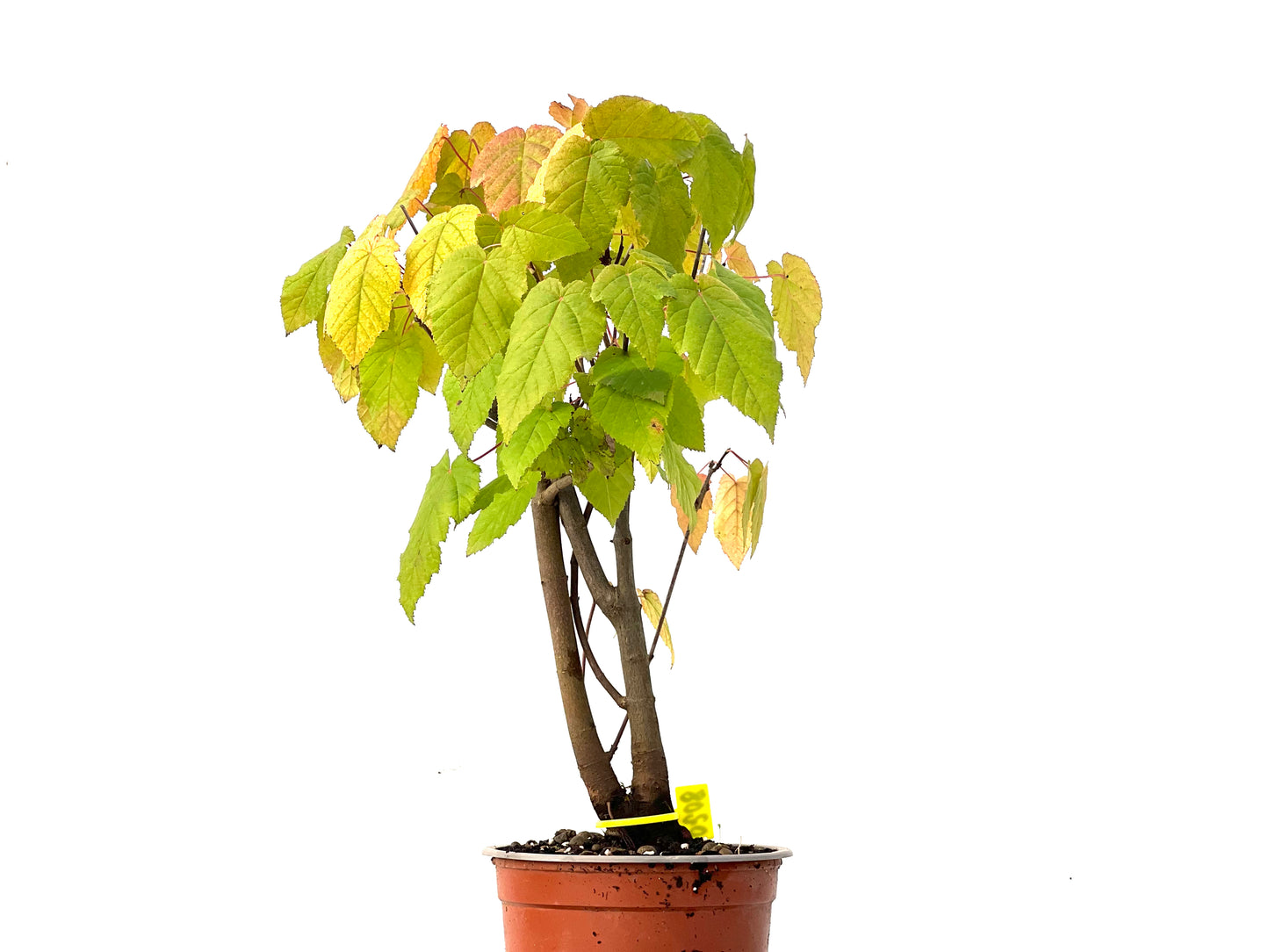 Acer Ginnala 0208