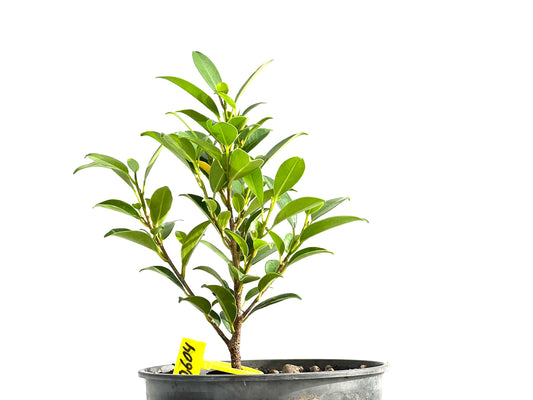 Ficus Tiger Bark 2604