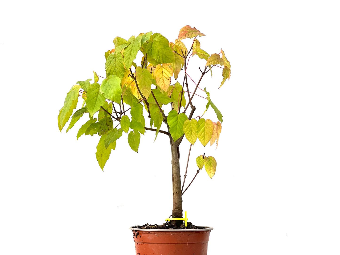 Acer Ginnala 0208