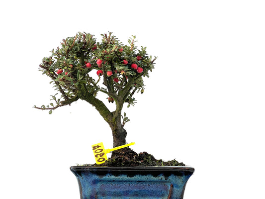 Cotoneaster Microphylla 0207