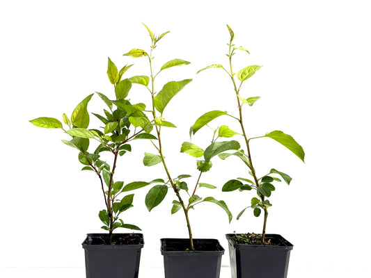 Malus Everest