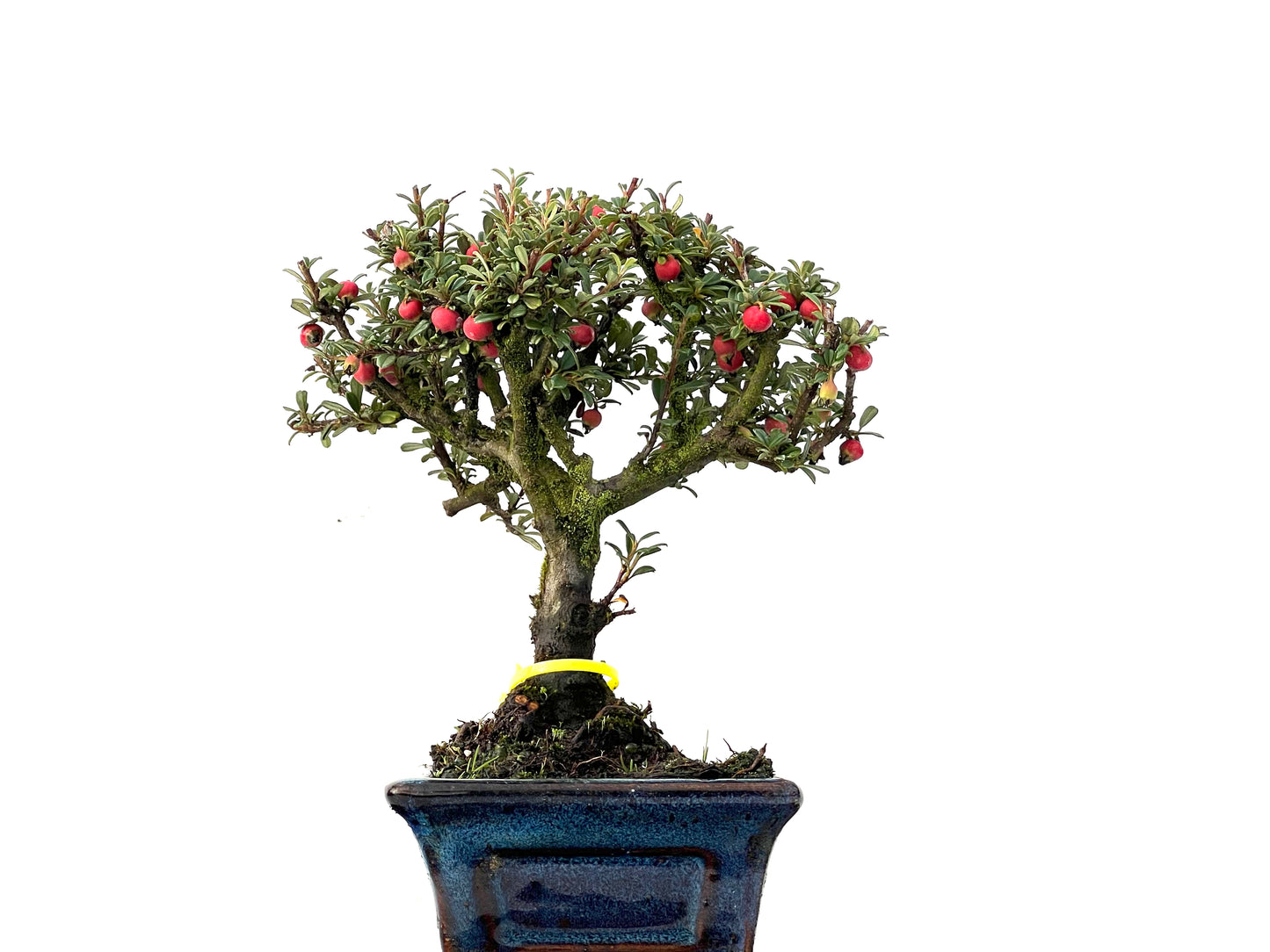 Cotoneaster Microphylla 0207