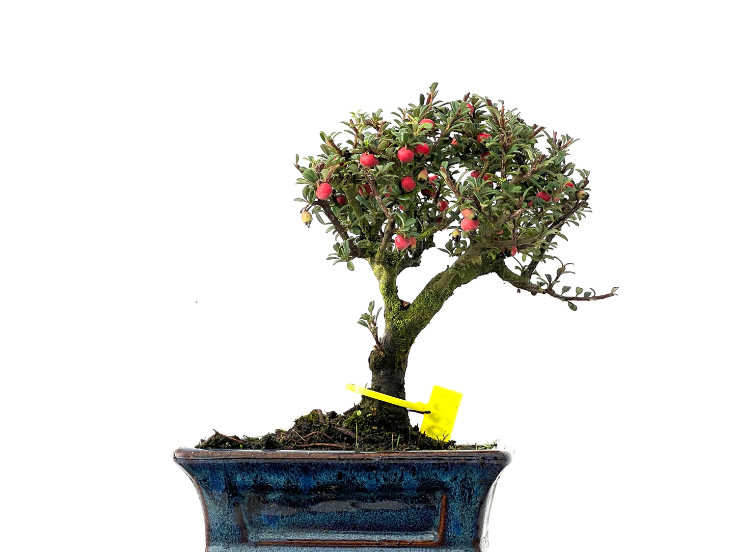 Cotoneaster Microphylla 0207