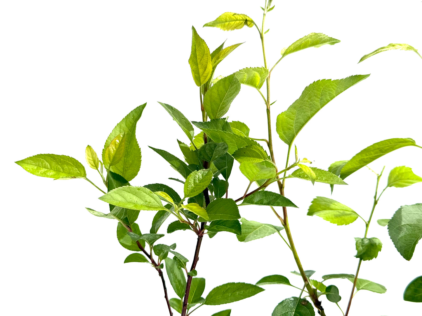 Malus Everest
