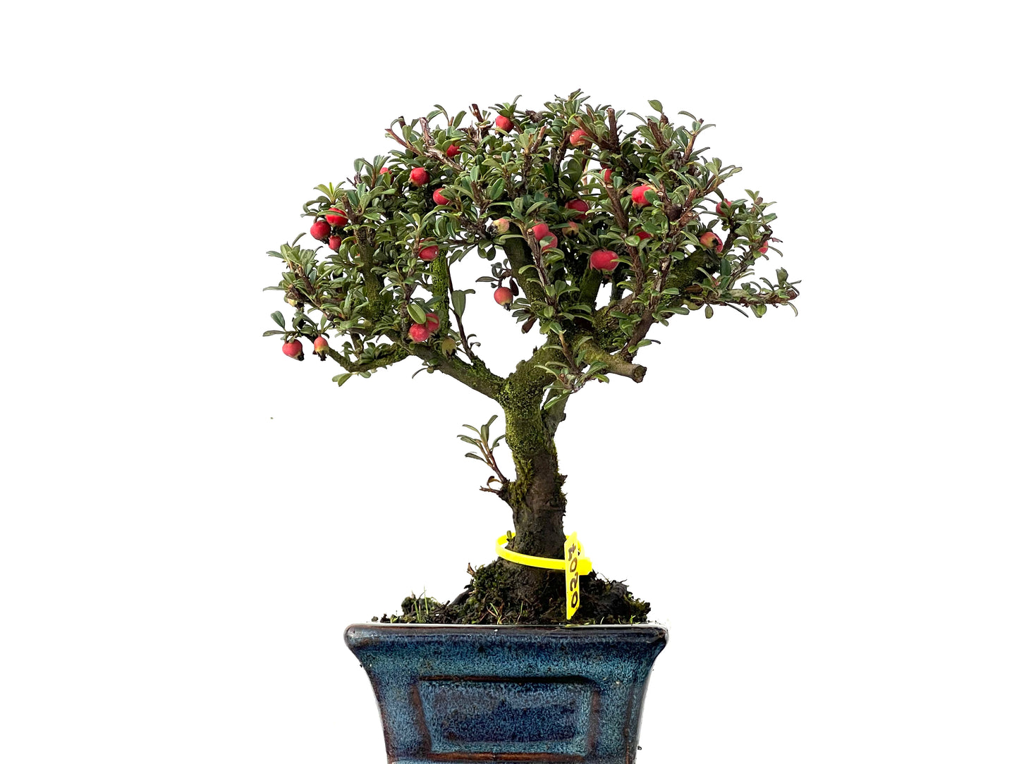 Cotoneaster Microphylla 0207
