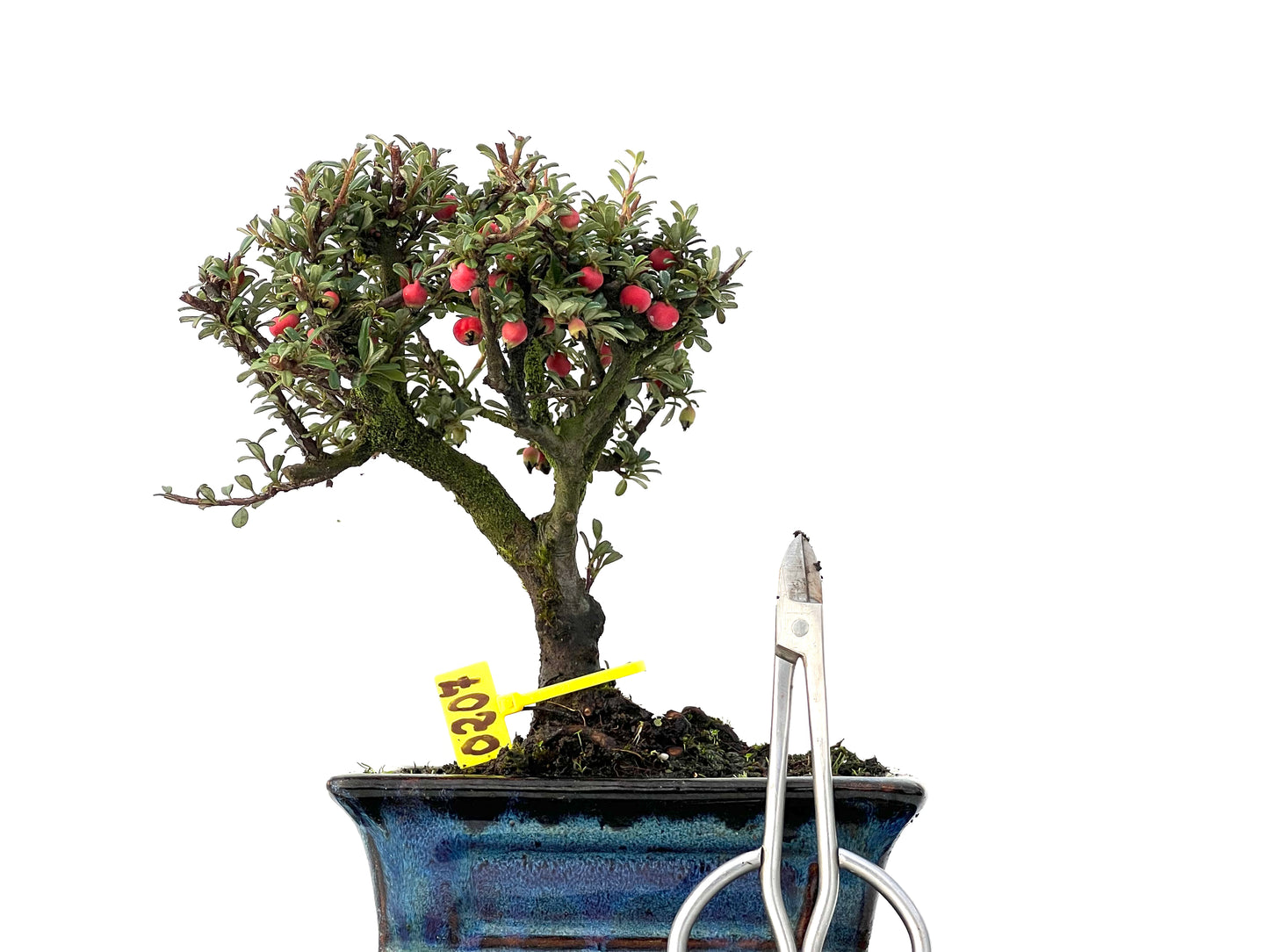 Cotoneaster Microphylla 0207