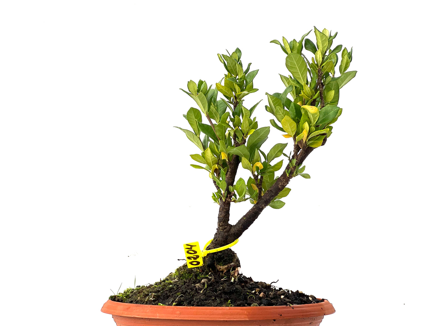 Gardenia Jasminoide 0204