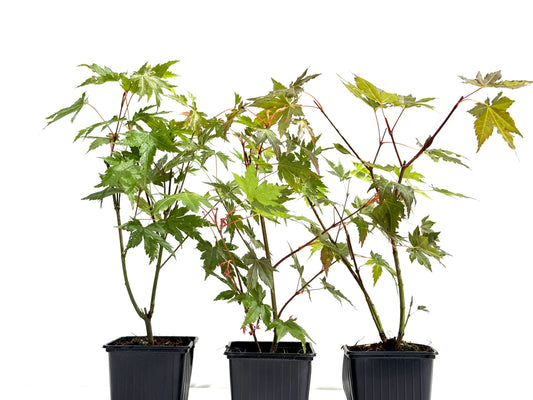 Acer Palmatum Brown Sugar