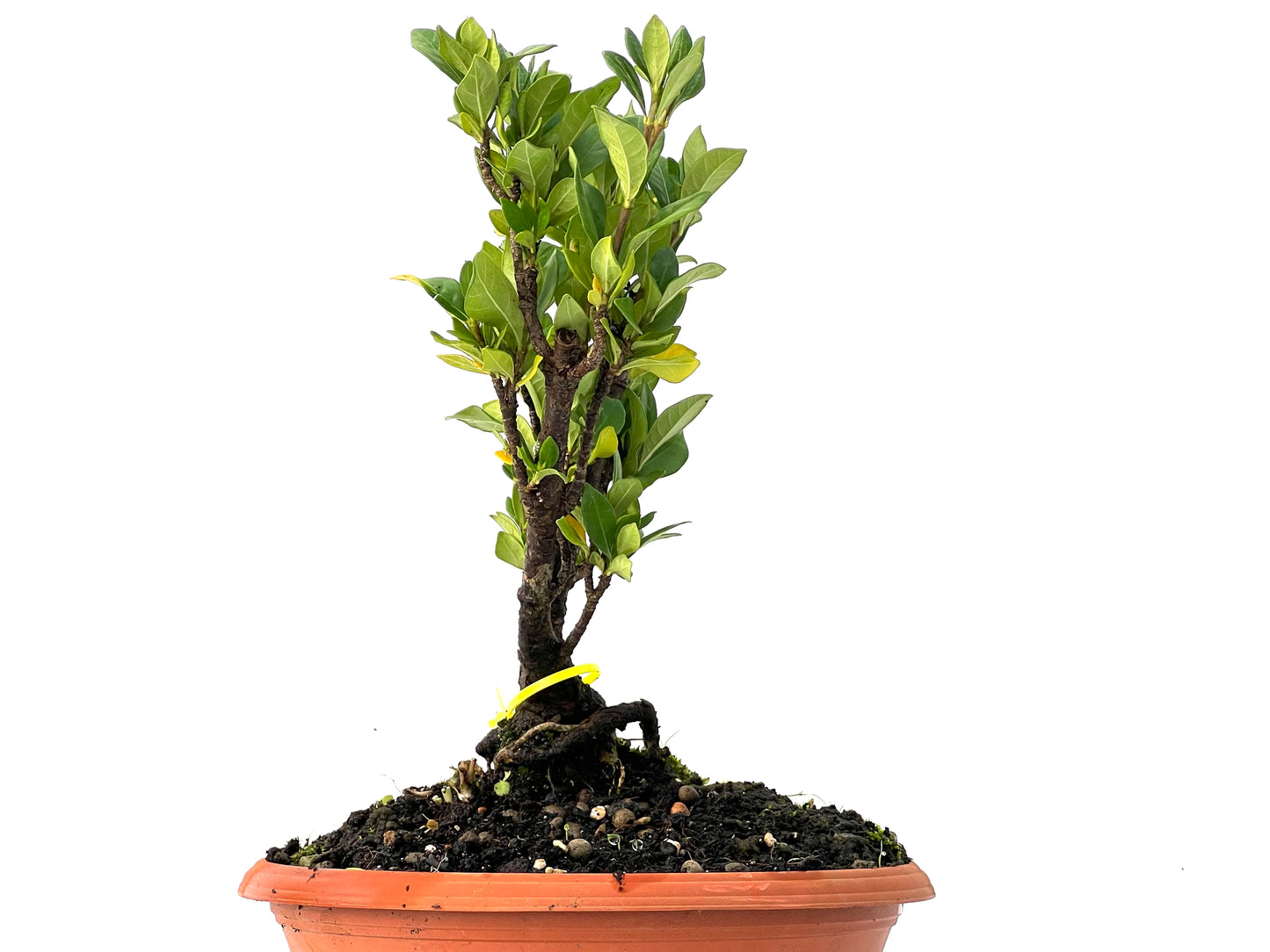 Gardenia Jasminoide 0204