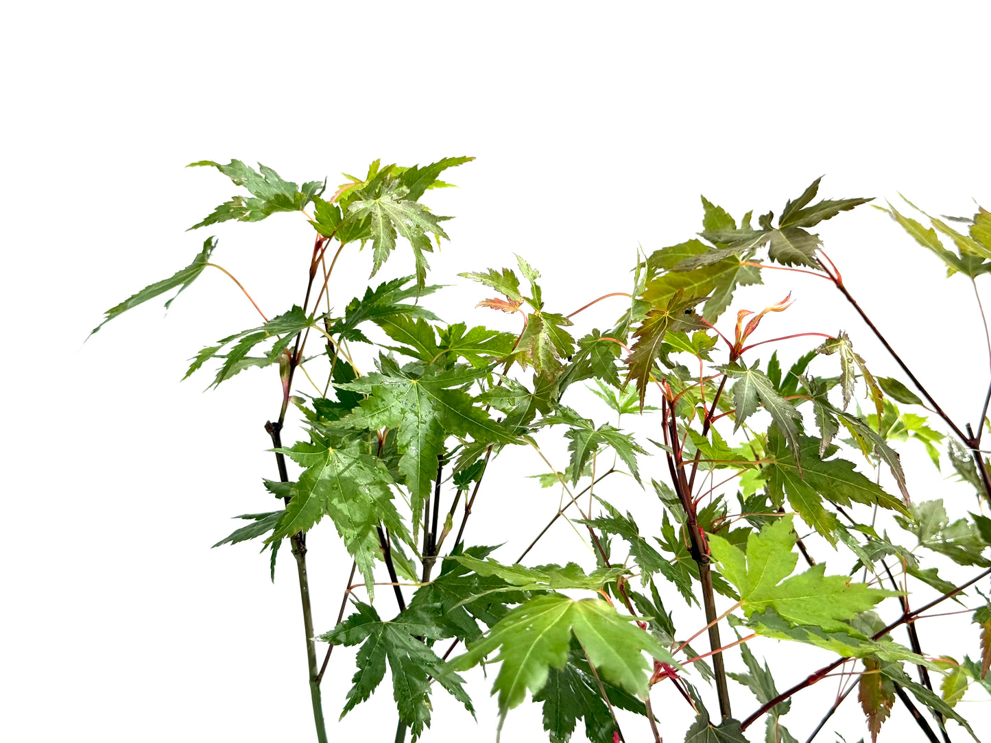 Acer Palmatum Brown Sugar