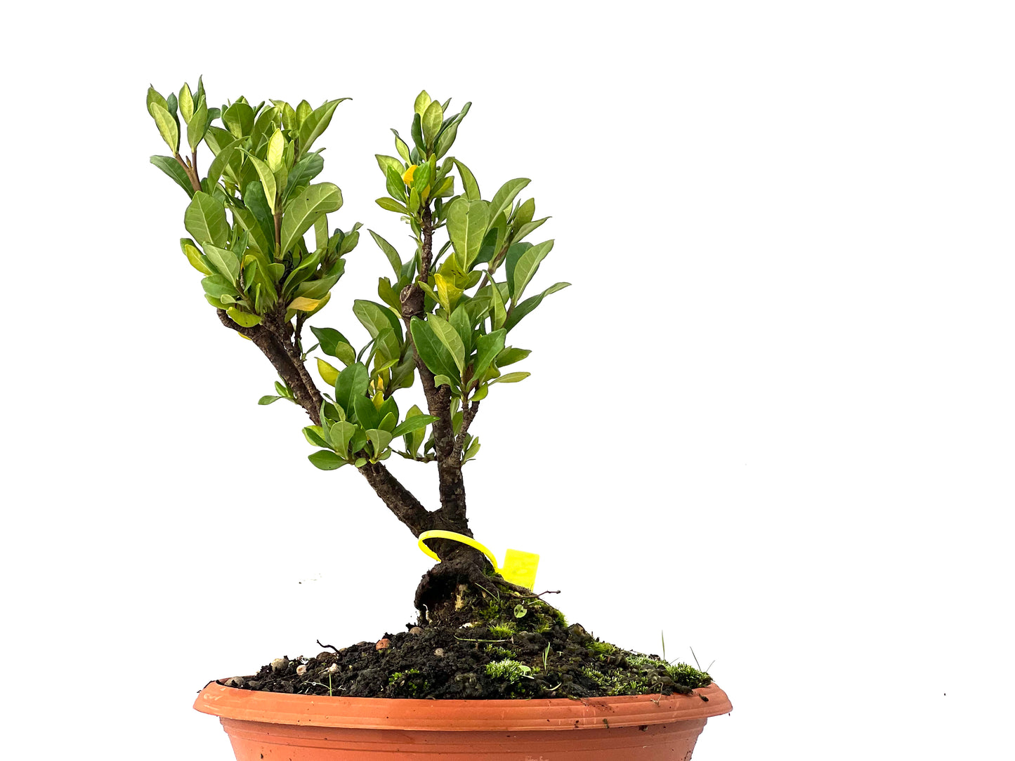 Gardenia Jasminoide 0204