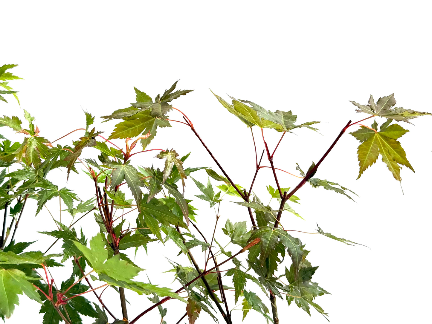 Acer Palmatum Brown Sugar