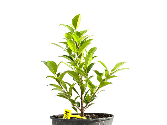 Ficus Tiger Bark 2609