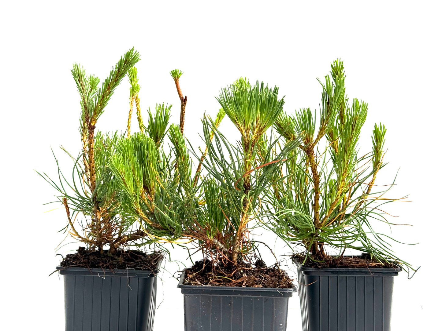Pinus Mugo