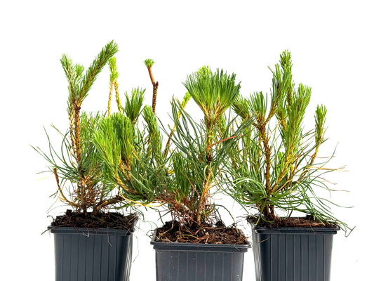 Pinus Mugo