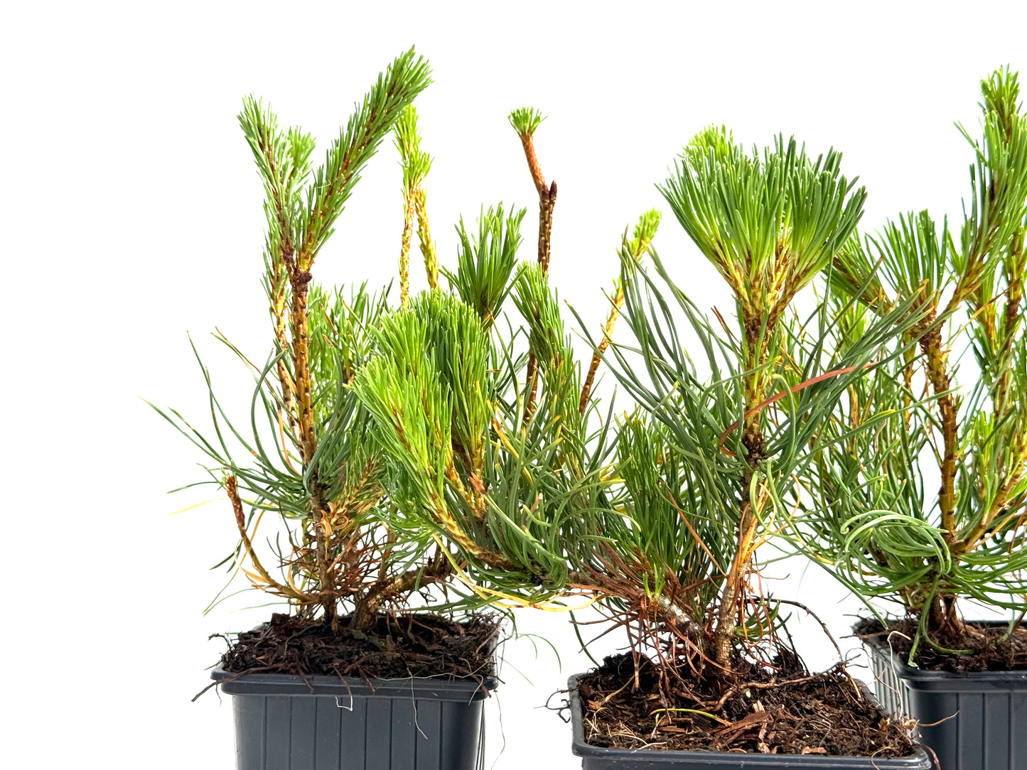 Pinus Mugo