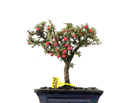 Cotoneaster Microphylla 0205