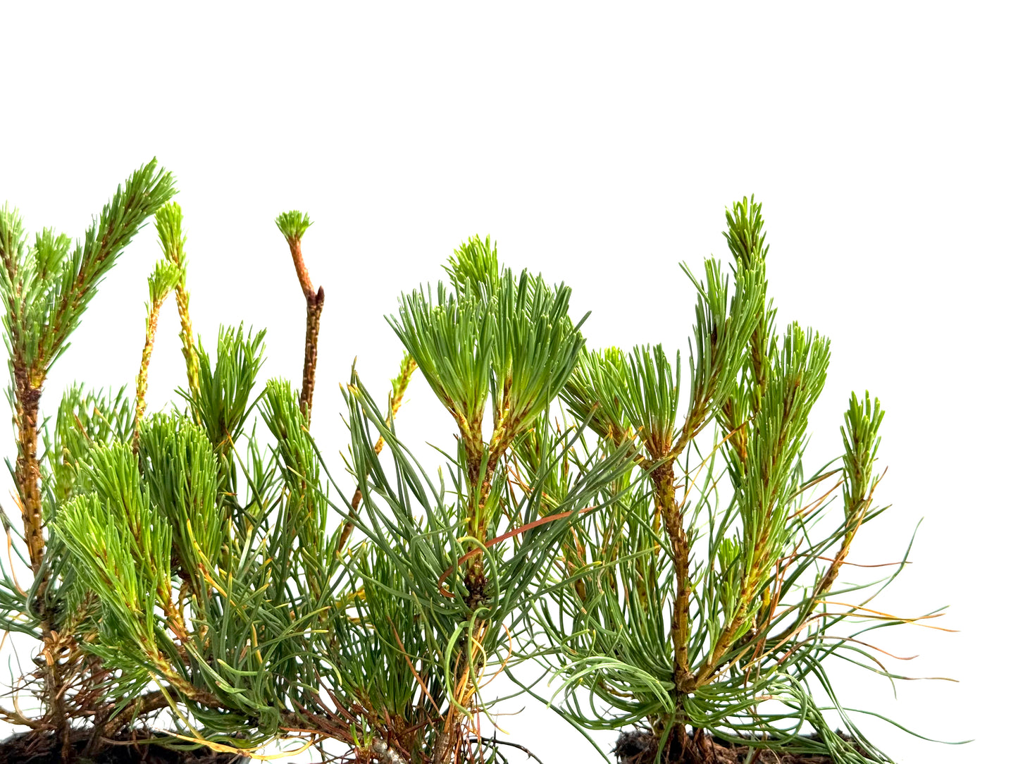 Pinus Mugo