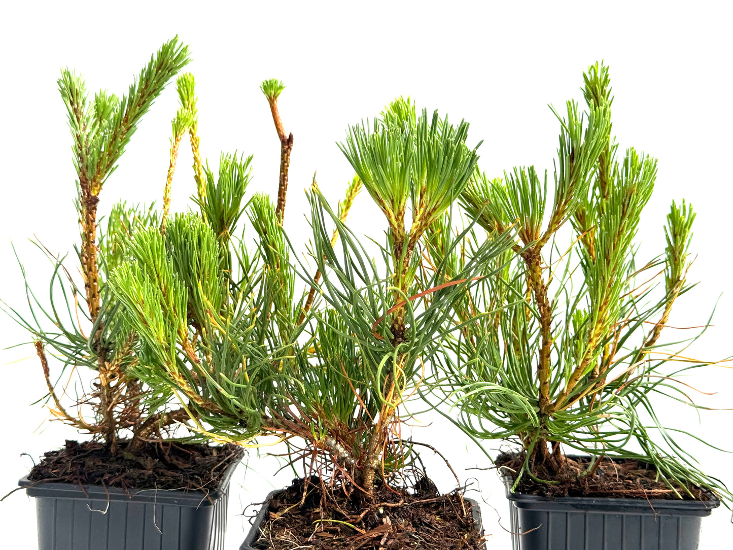 Pinus Mugo
