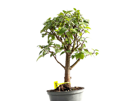 Ulmus Minor 2613