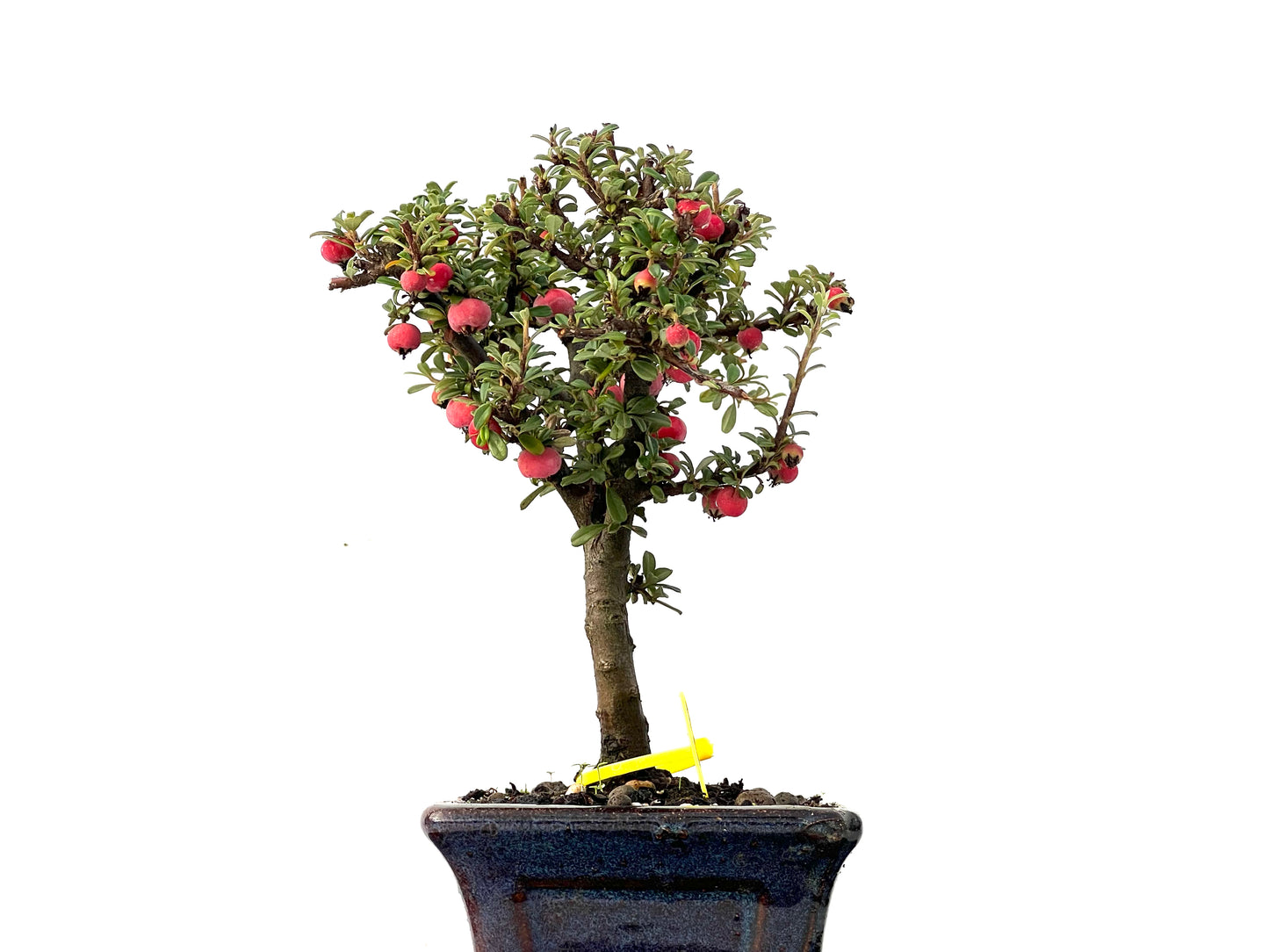 Cotoneaster Microphylla 0205
