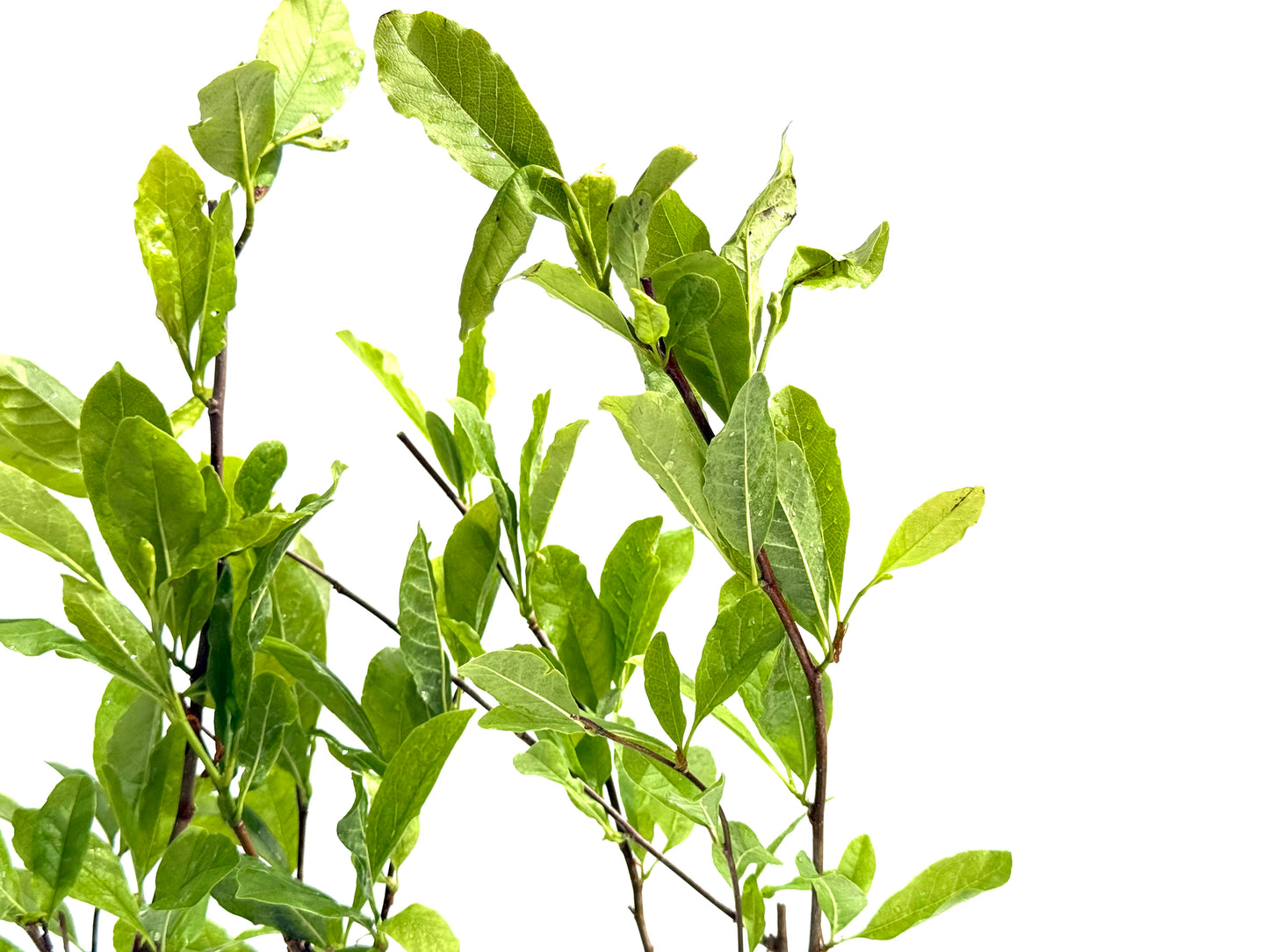 Magnolia Stellata