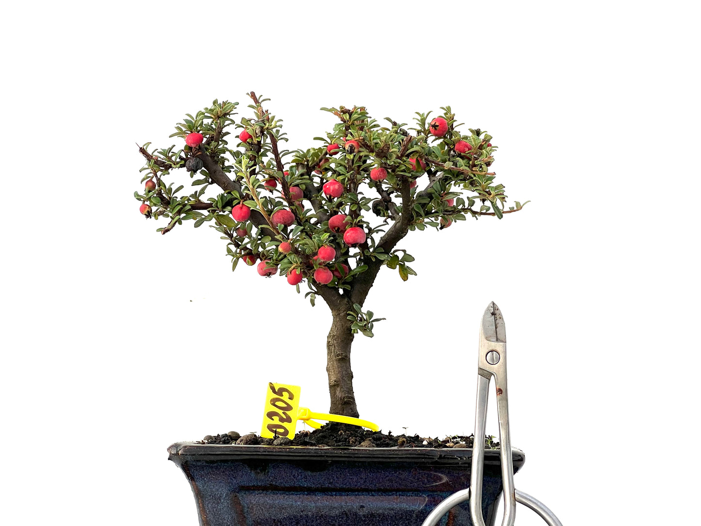 Cotoneaster Microphylla 0205
