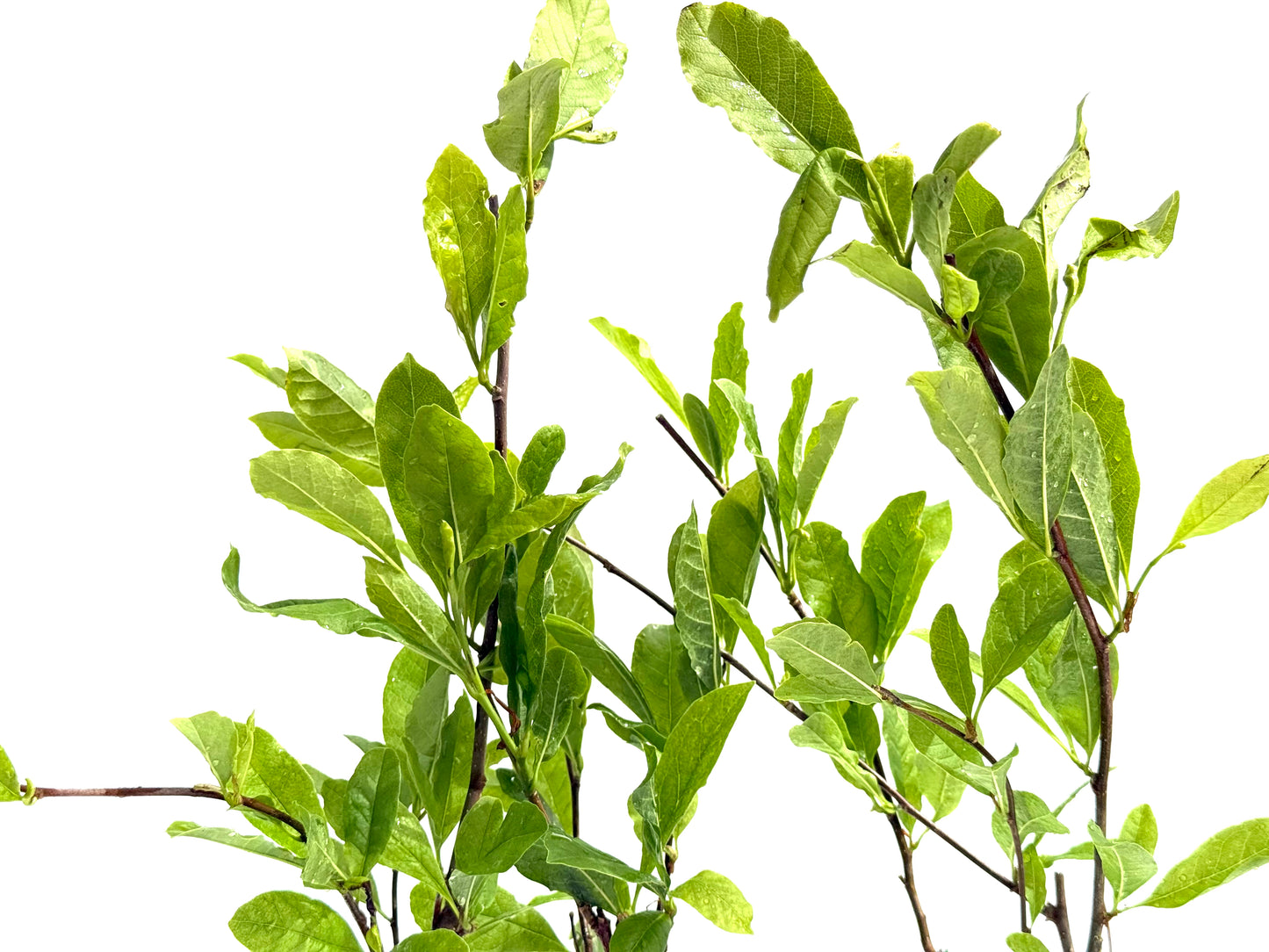 Magnolia Stellata
