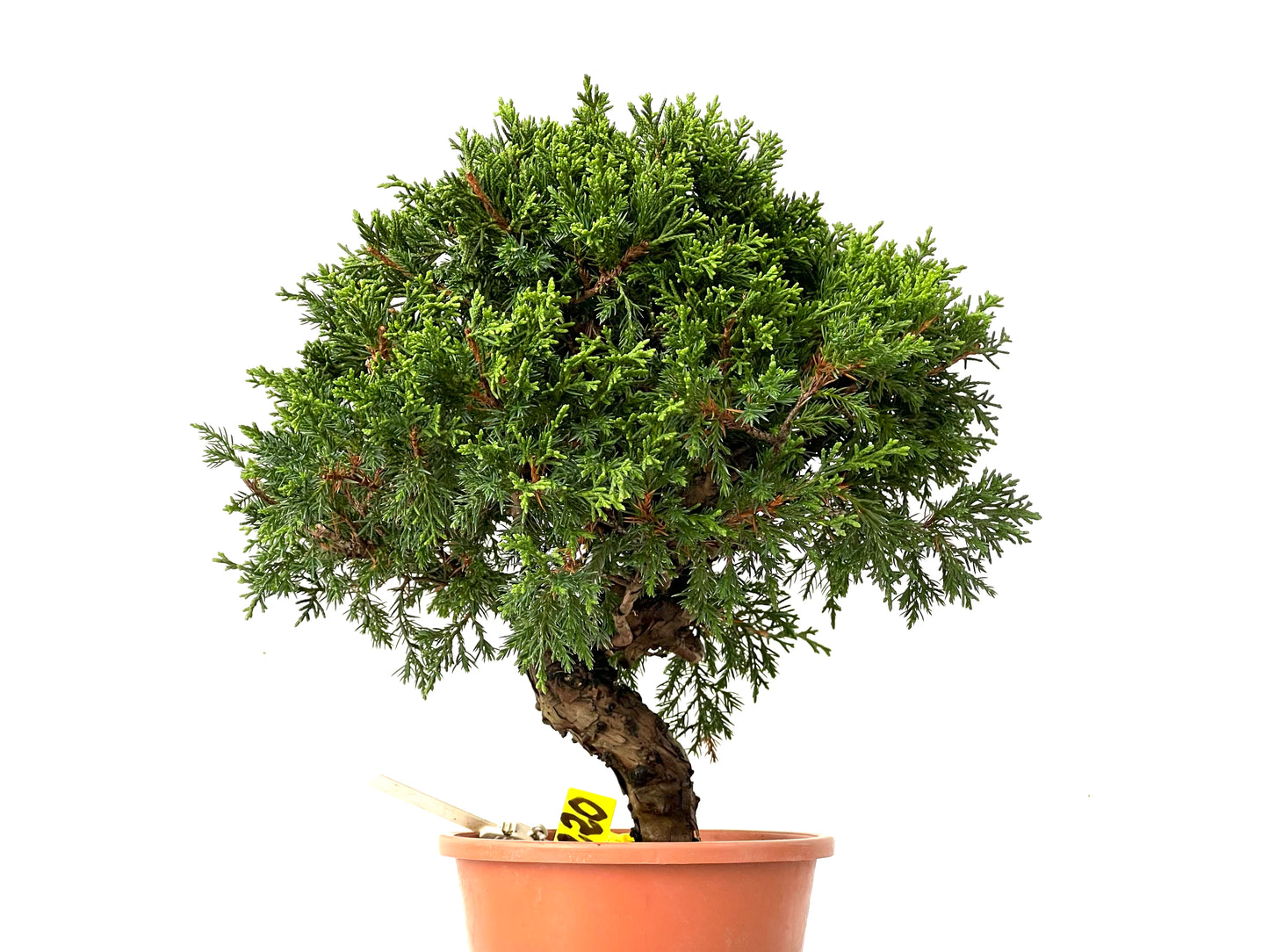 Juniperus Chinensis Itoigawa 0220
