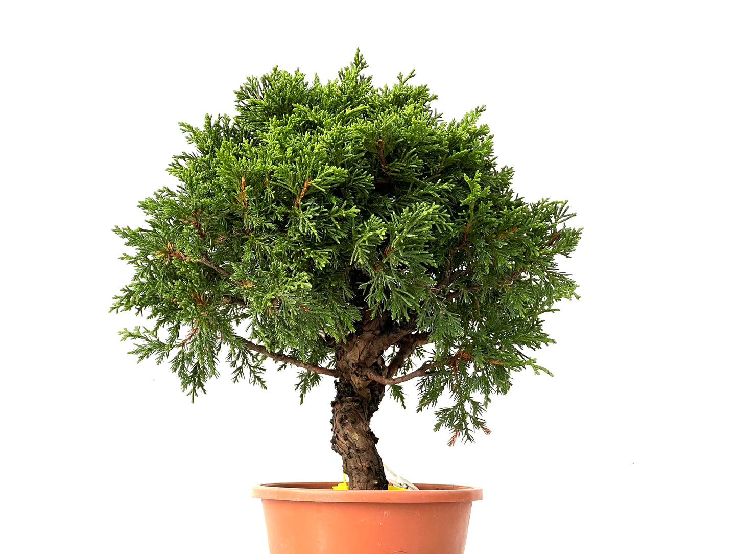 Juniperus Chinensis Itoigawa 0220