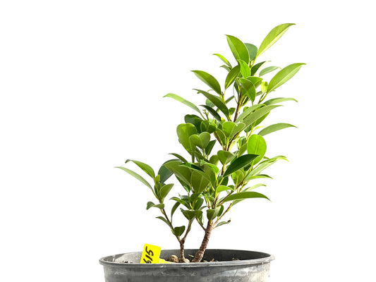 Ficus Tiger Bark 2615