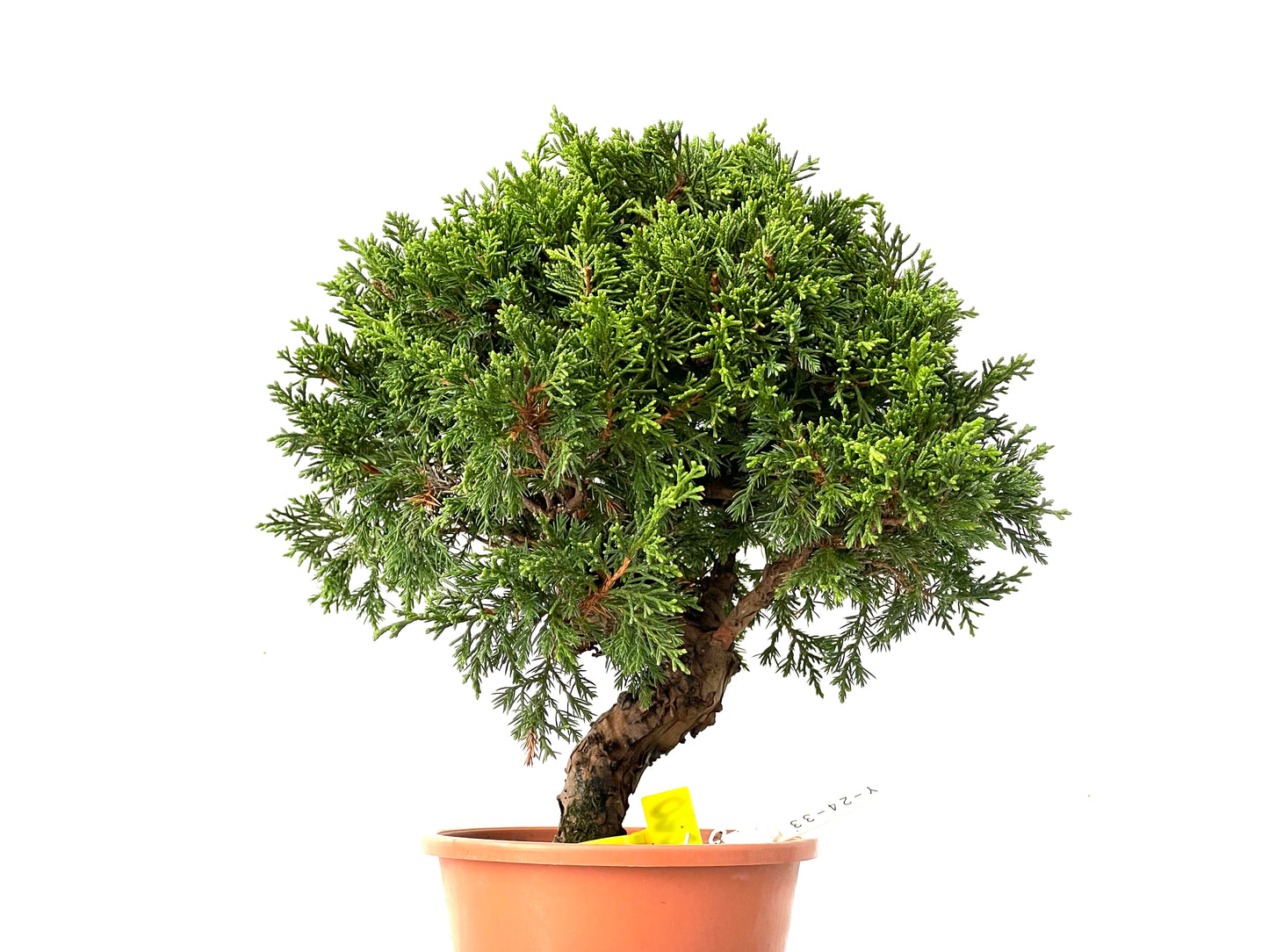 Juniperus Chinensis Itoigawa 0220