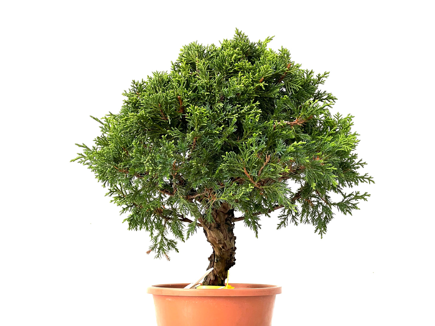 Juniperus Chinensis Itoigawa 0220