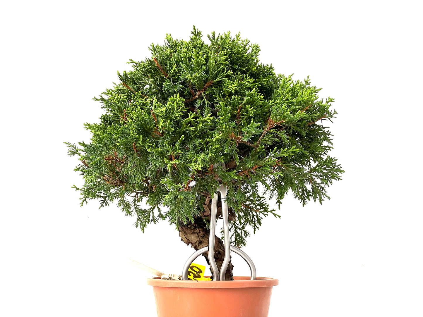 Juniperus Chinensis Itoigawa 0220