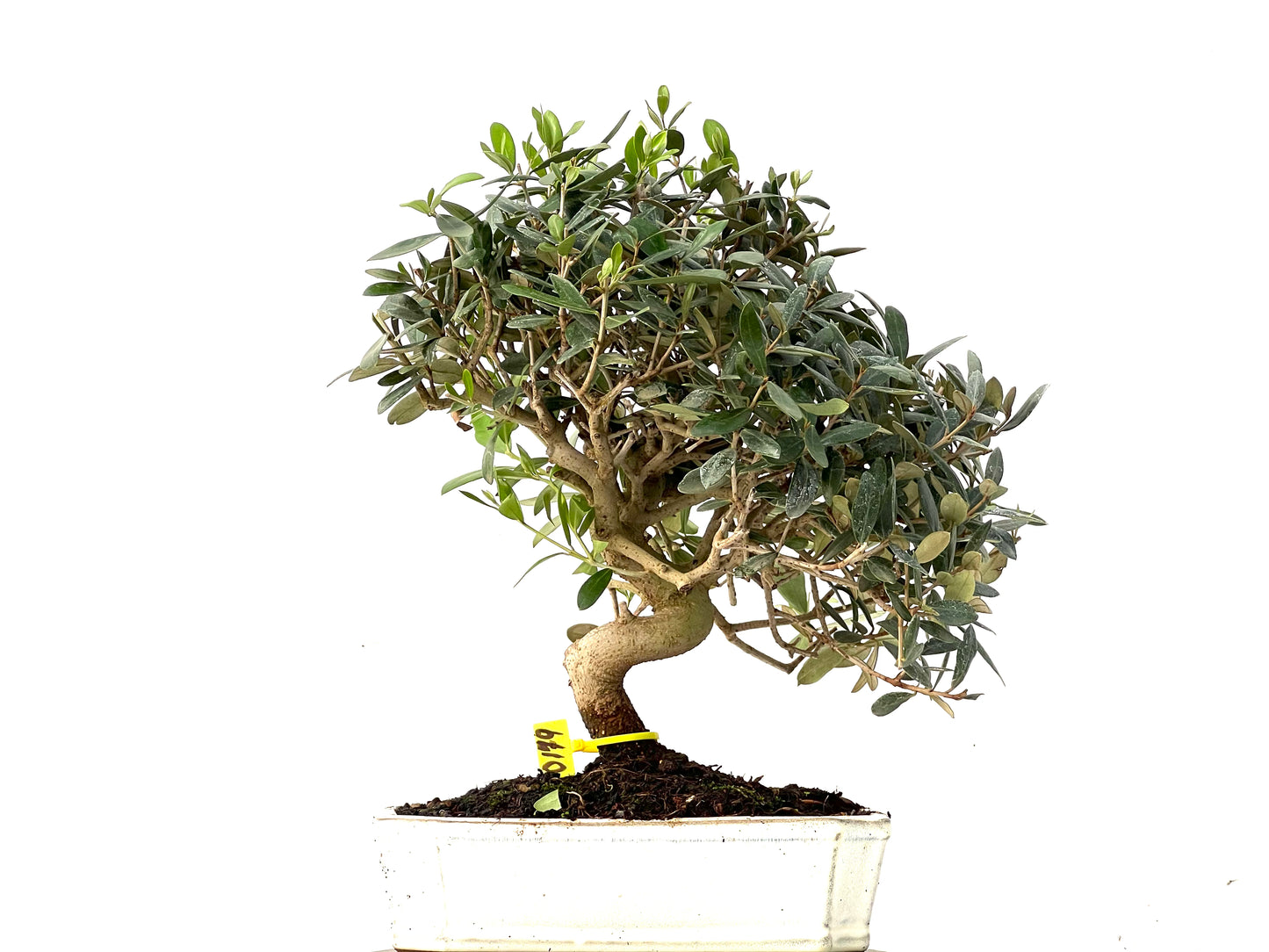 Olea Europaea 0179