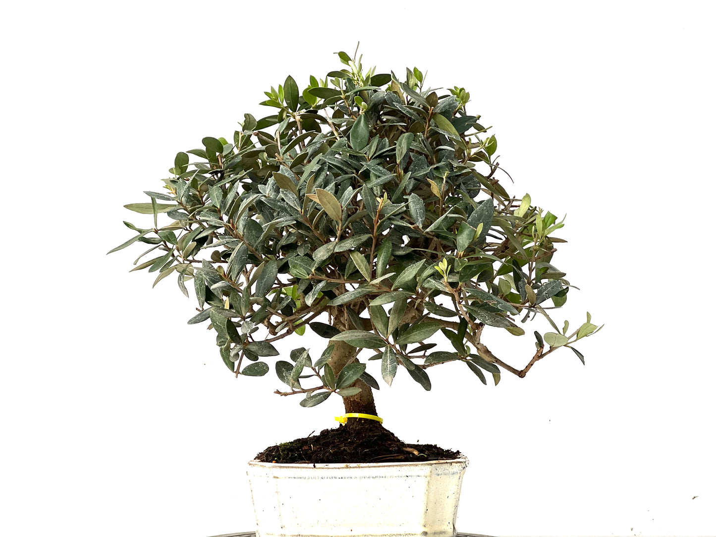 Olea Europaea 0179