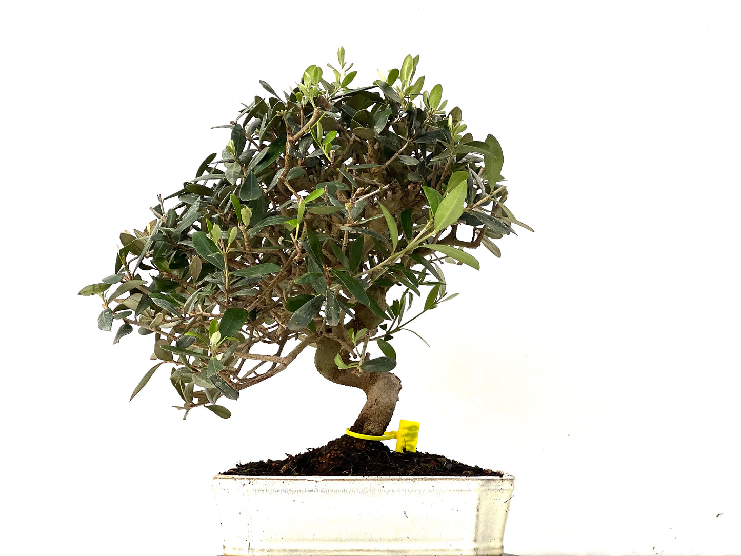 Olea Europaea 0179