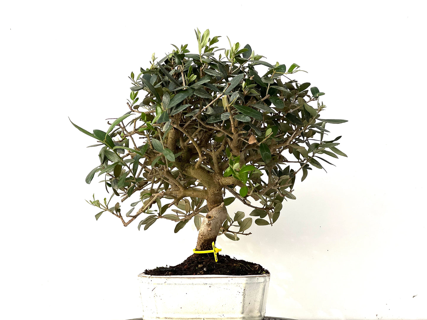 Olea Europaea 0179