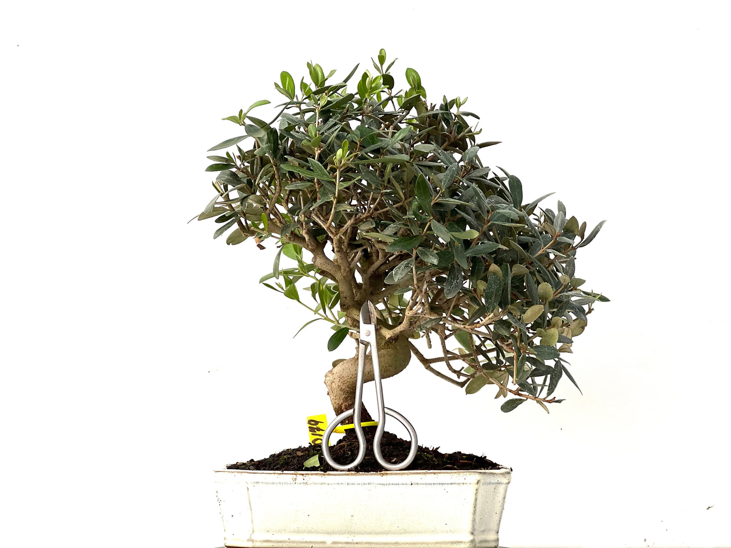 Olea Europaea 0179