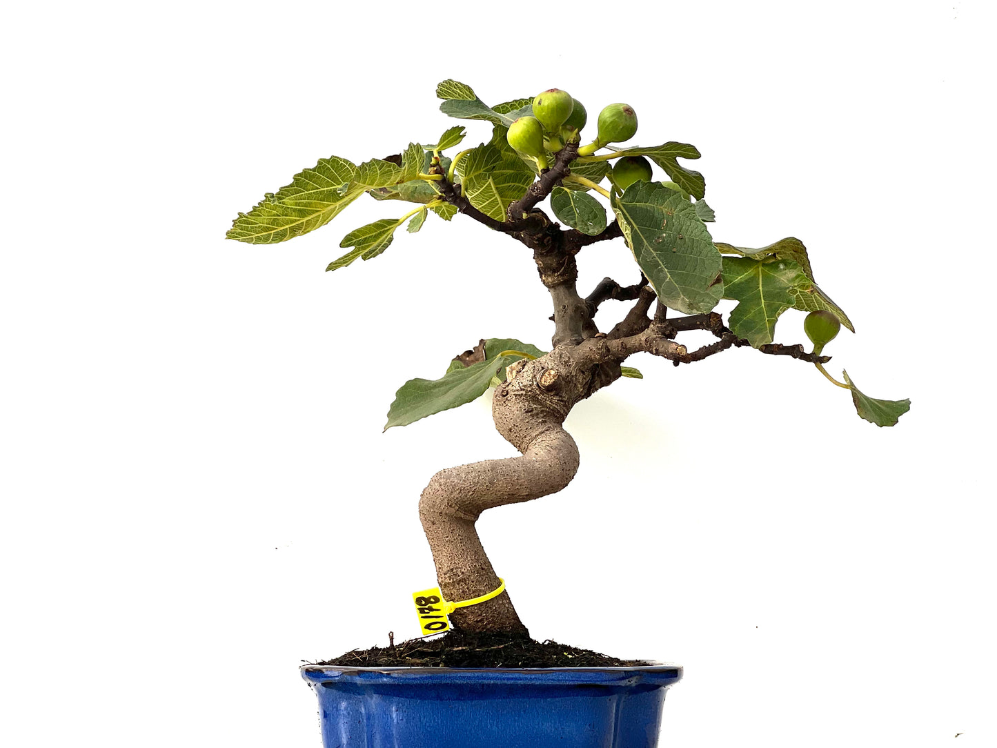 Ficus Carica 0178