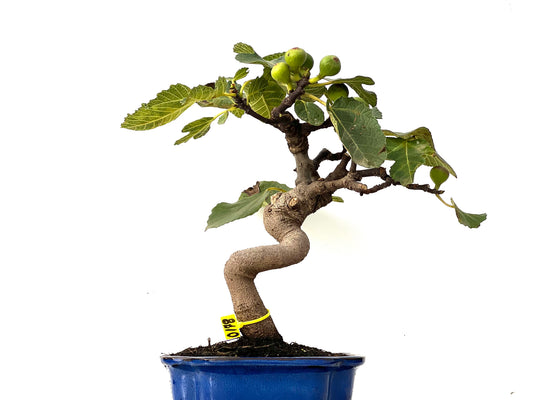 Ficus Carica 0178