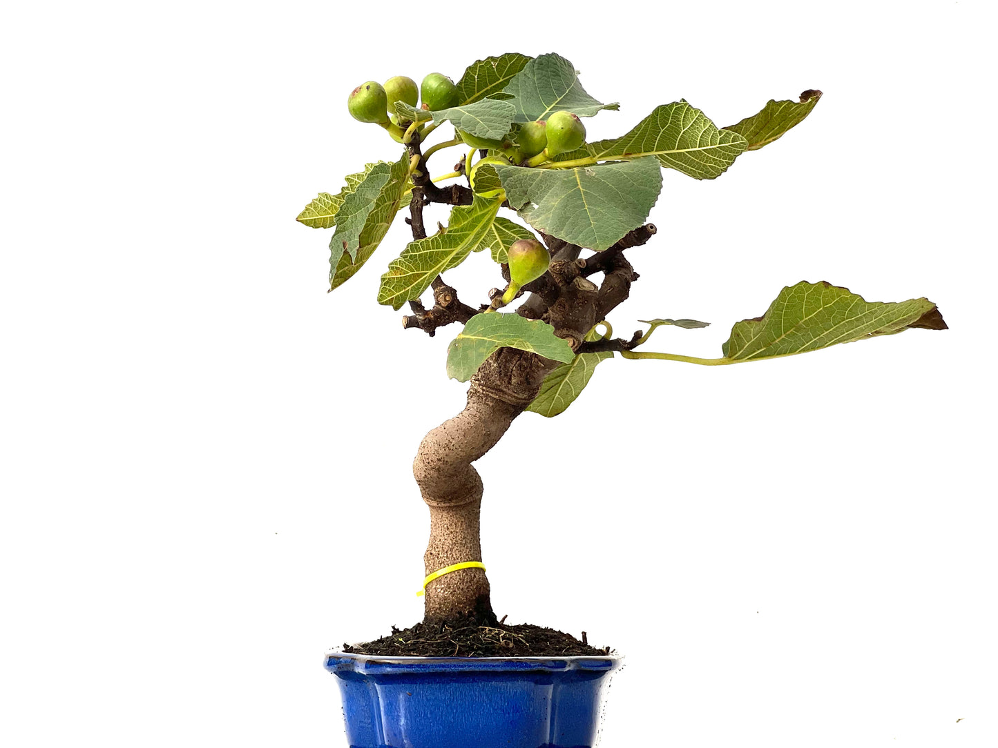 Ficus Carica 0178